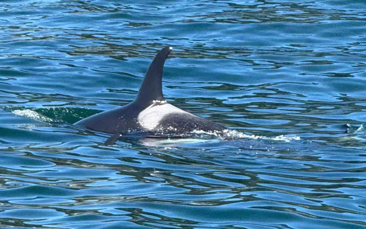 Um glaciar de maré no Parque Nacional Kenai Fjords visto do convés de um barco de cruzeiro