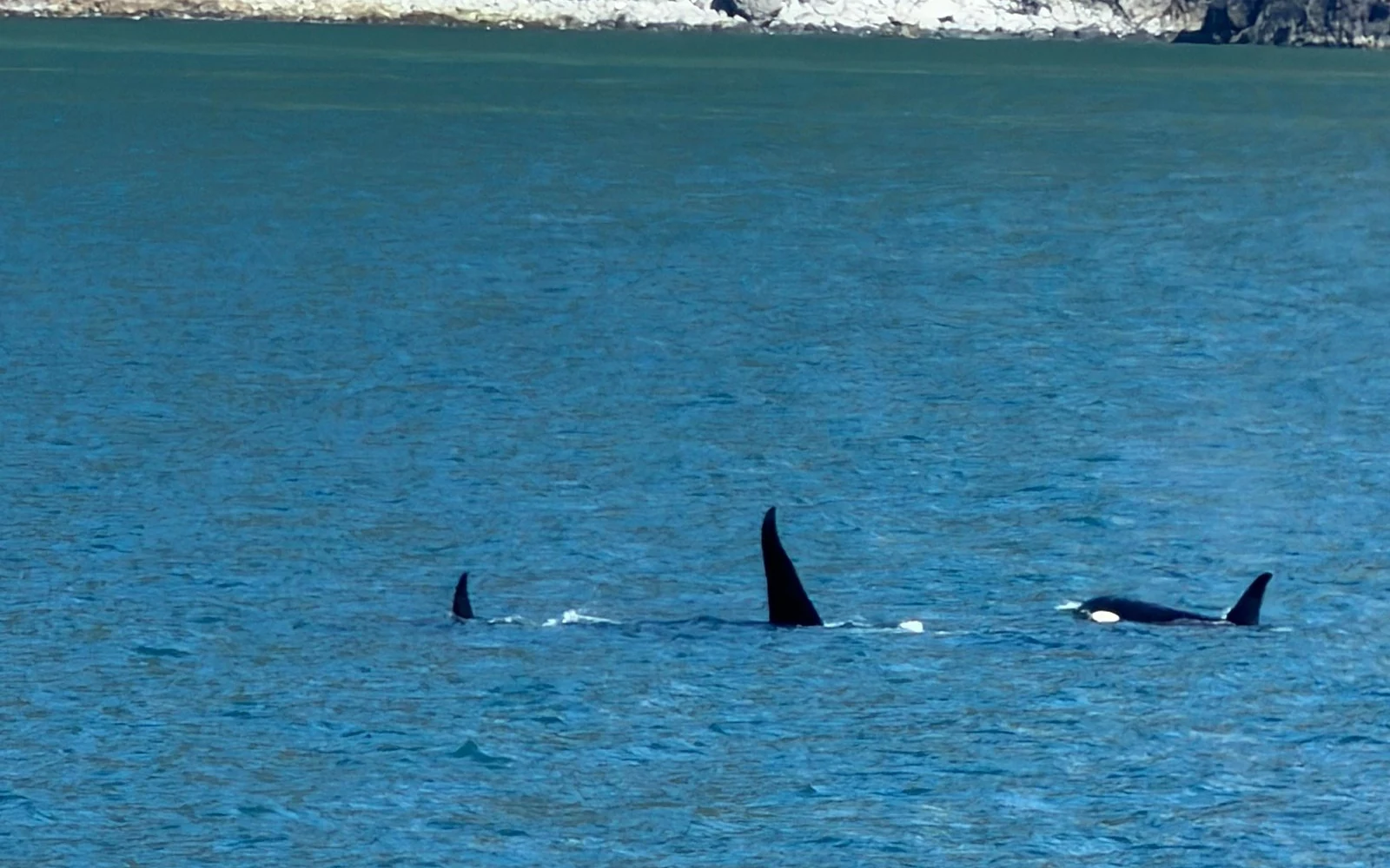 Ein Katamaran im Kenai Fjords National Park vor der Wand eines Gletschers, der ins Meer kalbt