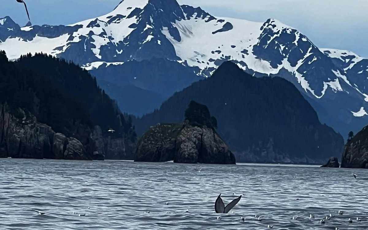 Um catamarã de alta velocidade a deixar o porto de pequenas embarcações em Seward, na Resurrection Bay