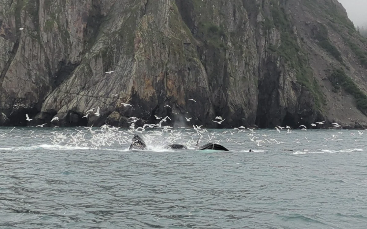 Der Schwanz eines Buckelwals im Wasser vor dem Kenai Fjords National Park